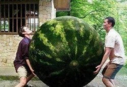 热门大瓜,热门大瓜背后的惊人真相